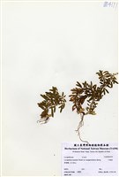 藏品(長柄千層塔)的圖片